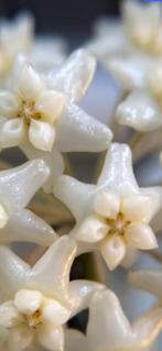 Hoya sp.Lai Chau, Ophalen of Verzenden, In pot, Halfschaduw, Minder dan 100 cm