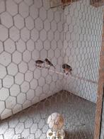 2 stel agaat kanaries, Dieren en Toebehoren, Vogels | Kanaries, Meerdere dieren, Kleurkanarie