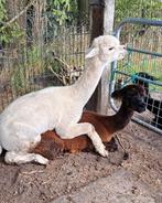 Alpaca dekhengst, Dieren en Toebehoren, Mannelijk, Schaap