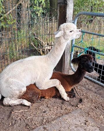 Alpaca dekhengst  beschikbaar voor biedingen