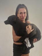 Max en Kenny zoeken baasje, Dieren en Toebehoren, Honden | Niet-rashonden, Particulier, Rabiës (hondsdolheid), 15 weken tot 1 jaar