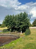 lindeboom, Ophalen, Volle zon, Overige soorten, 100 tot 250 cm