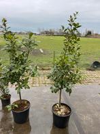 Eetbare laulier in op stam potgekweekt ital import 110/140 h, Ophalen, Overige soorten, In pot, Bloeit niet