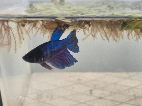 Betta / kempvis halfmoon, Dieren en Toebehoren, Vissen | Aquariumvissen, Vis