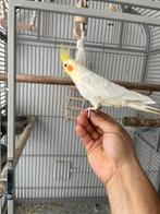 Vogel kooi met valkparkiet, Mannelijk, Parkiet, Tam