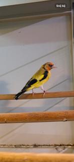 Gele majoor putters verschilende mutaties, Dieren en Toebehoren, Vogels | Overige Vogels, Meerdere dieren, Wildzangvogel, Geringd