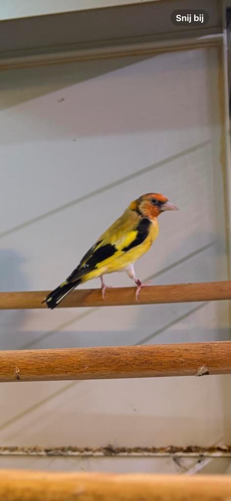 Gele majoor putters verschilende mutaties, Dieren en Toebehoren, Vogels | Overige Vogels, Wildzangvogel, Meerdere dieren, Geringd