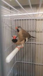 koppels spitsstaart amadines, Dieren en Toebehoren, Meerdere dieren, Tropenvogel
