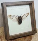 Pomponia merula giant (cicade) in 25cm lijst van walnoothout