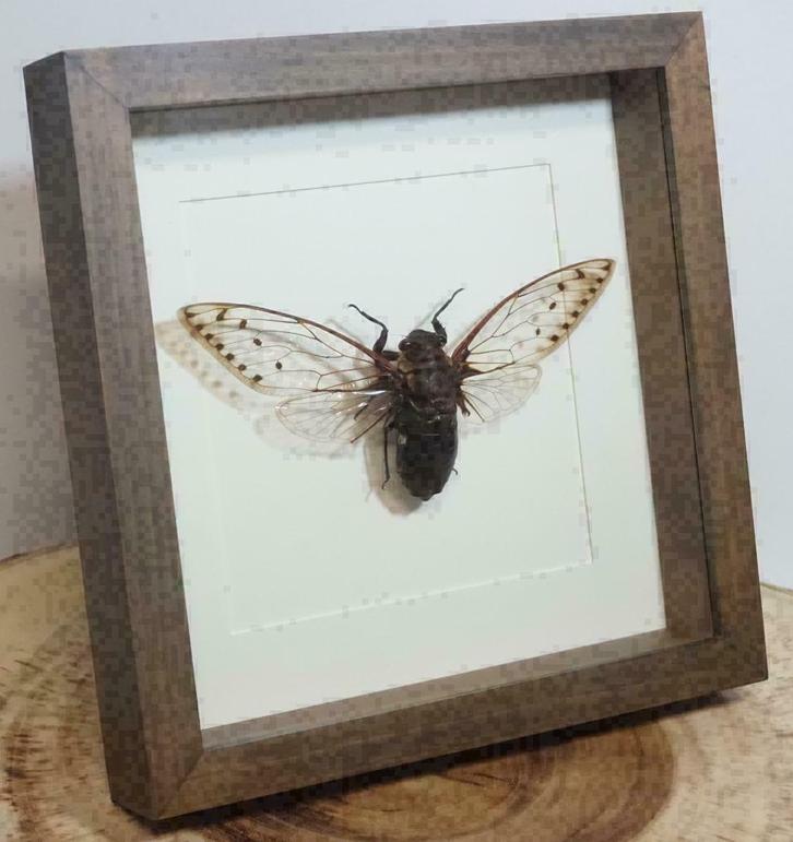 Pomponia merula giant (cicade) in 25cm lijst van walnoothout, Verzamelen, Dierenverzamelingen, Nieuw, Opgezet dier, Insect, Ophalen of Verzenden