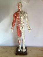 Acupunctuur Model Man - 87cm, Ophalen