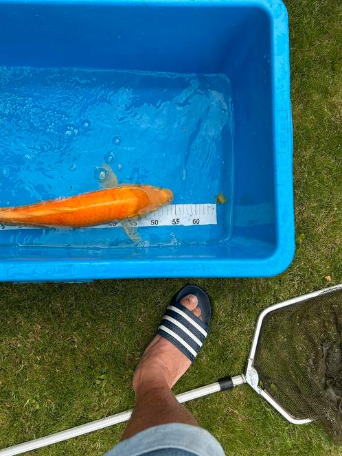 Tamme jumbo Koi karpers 8 stuks zie foto’s, 60 tot 80 cm., Dieren en Toebehoren, Vissen | Vijvervissen, Karper of Koi
