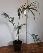 Kamerplant palm, Ophalen, Halfschaduw, Minder dan 100 cm