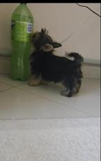 Yorkshire Terrier ultra mini xxs, Dieren en Toebehoren, Honden | Jack Russells en Terriërs, Yorkshire Terriër, Particulier, Rabiës (hondsdolheid)