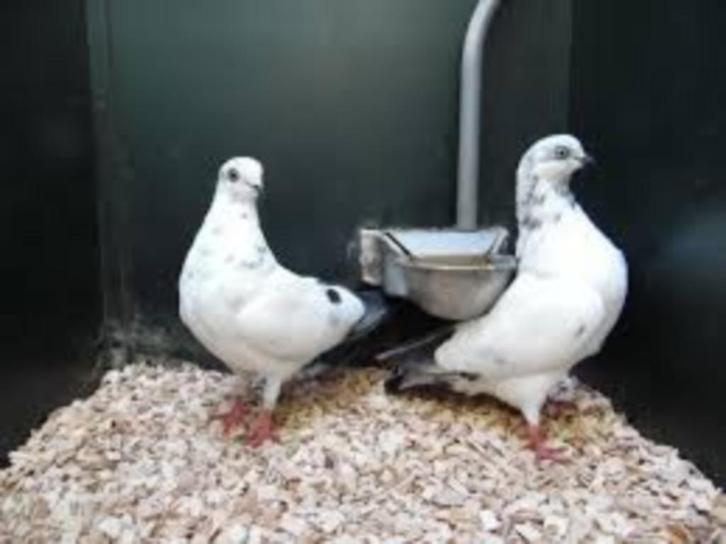 Tipplers.........., Dieren en Toebehoren, Vogels | Duiven, Overige soorten, Meerdere dieren