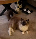 Ragdoll kater 2 jaar herplaatsing, Dieren en Toebehoren, Katten en Kittens | Raskatten | Langhaar, Kater, Gechipt, 0 tot 2 jaar