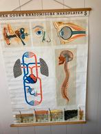 Van Goor schoolplaat Anatomisch, Antiek en Kunst, Antiek | Schoolplaten, Ophalen of Verzenden, Natuur en Biologie