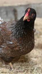 3 barnevelder hennen dubbelgezoomd groothoender, Dieren en Toebehoren, Pluimvee, Vrouwelijk, Kip