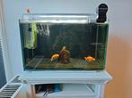 Superfish Home 110 Liter Wit Aquarium Compleet Izgs €85, Ophalen, Zo goed als nieuw, Gevuld zoetwateraquarium