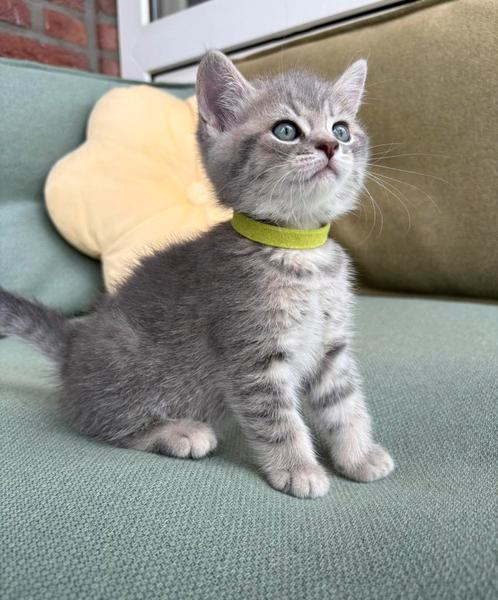 Lieve britse korthaar kittens, Dieren en Toebehoren, Katten en Kittens | Raskatten | Korthaar, Meerdere dieren, Ontwormd, Ingeënt