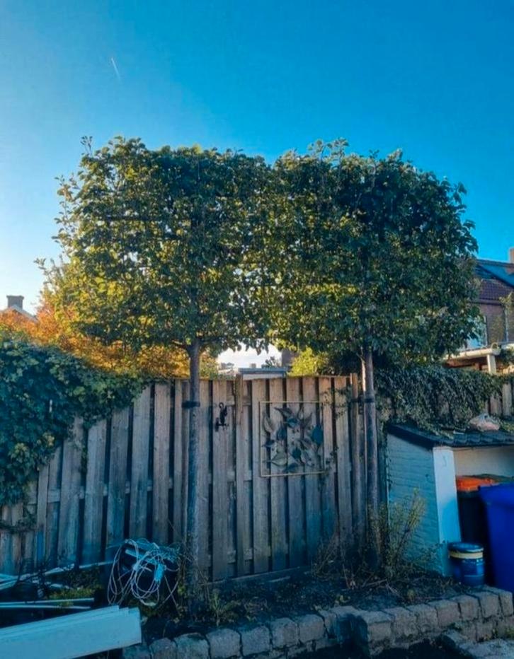 1 boom te koop, Tuin en Terras, Planten | Bomen, Overige soorten, Volle zon, Ophalen