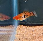 Zwaarddrager sanke (Xiphophorus helleri), Vis, Zoetwatervis, Schoolvis
