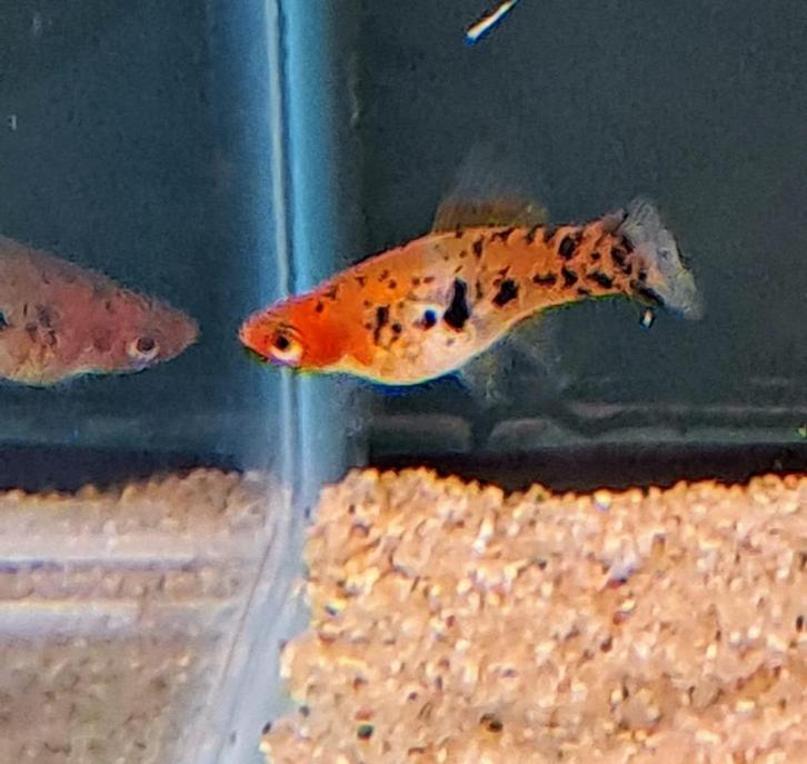 Zwaarddrager sanke (Xiphophorus helleri), Dieren en Toebehoren, Vissen | Aquariumvissen, Zoetwatervis, Vis, Schoolvis