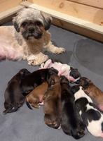 Prachtige Shih tzu pups, Overige rassen, Meerdere, Meerdere dieren, Nederland