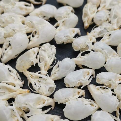 Schedel Muis, opgezette, Verzamelen, Dierenverzamelingen, Gebruikt, Schedel, Wild dier, Ophalen of Verzenden
