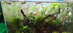Guppen mix te koop, Dieren en Toebehoren, Vissen | Aquariumvissen, Vis, Zoetwatervis, Schoolvis