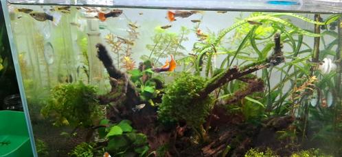 Guppen mix te koop, Dieren en Toebehoren, Vissen | Aquariumvissen, Zoetwatervis, Vis, Schoolvis