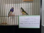 Tropenvogel, Dieren en Toebehoren, Vogels | Overige Vogels, Meerdere dieren, Tropenvogel, Geringd