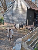 Landgeiten+bok, Dieren en Toebehoren, Mannelijk, Geit