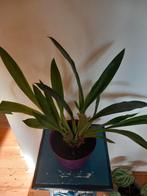 Soort Orchidee, Ophalen, Minder dan 100 cm