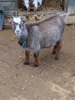 Prachtige dwerggeit, Dieren en Toebehoren, Schapen, Geiten en Varkens, Vrouwelijk, Geit, 0 tot 2 jaar