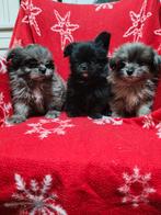 Boomer x Pomeriaan pups, Overige rassen, Meerdere, Meerdere dieren, Nederland
