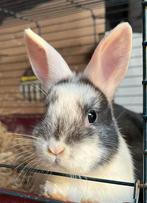 Superlieve jonge konijntjes, ruime keus, Dieren en Toebehoren, Meerdere dieren, Groot