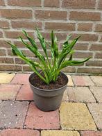 Hosta 'Praying Hands' - Hartlelie, Funkia, Ophalen, Zomer, Overige soorten, Halfschaduw
