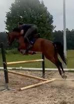 Super goed bewegende 7 jarige alrounder v. Ferdinand, Dieren en Toebehoren, Paarden, Springpaard, Gechipt, Ruin, L