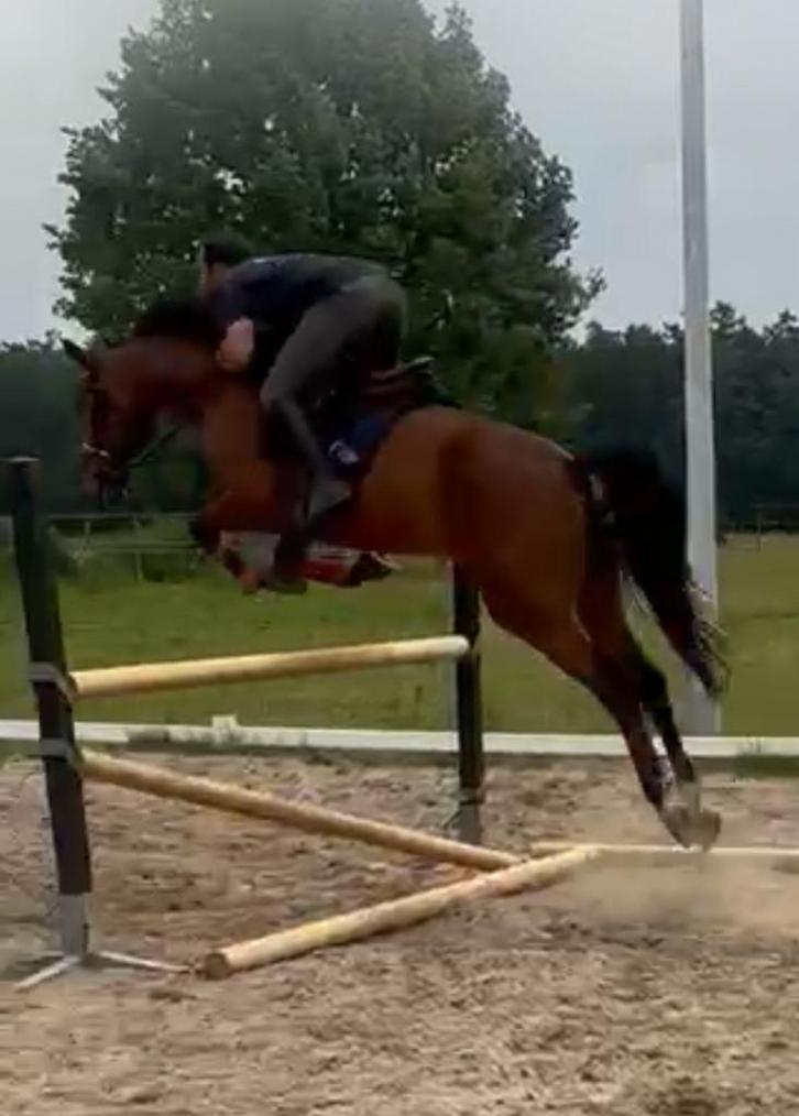 Super goed bewegende 7 jarige alrounder v. Ferdinand, Dieren en Toebehoren, Paarden, Ruin, L, 165 tot 170 cm, 7 tot 10 jaar, Springpaard