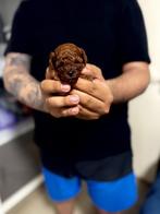 Toypoedel toy poedel puppy’s asia/korea, Dieren en Toebehoren, Honden | Chihuahua's en Gezelschapshonden, Poedel, 8 tot 15 weken