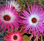 Zaden Livingstone Daisy mix - Dorotheanthus bellidiformis, Verzenden, Voorjaar, Volle zon, Zaad