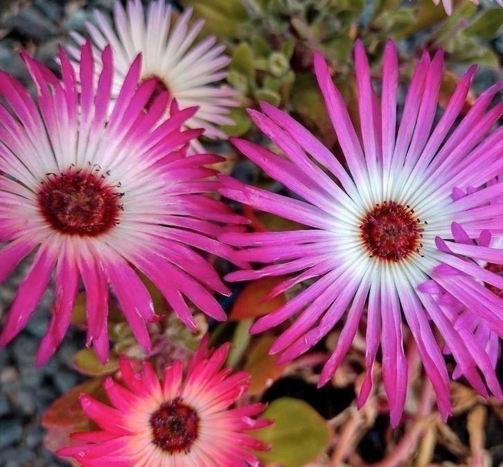 Zaden Livingstone Daisy mix - Dorotheanthus bellidiformis, Tuin en Terras, Bloembollen en Zaden, Zaad, Voorjaar, Volle zon, Verzenden