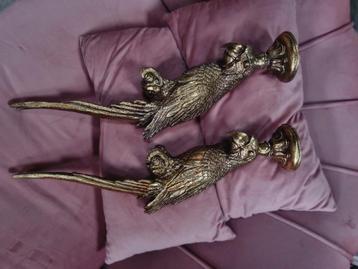 Papagaai goud te huur beschikbaar voor biedingen