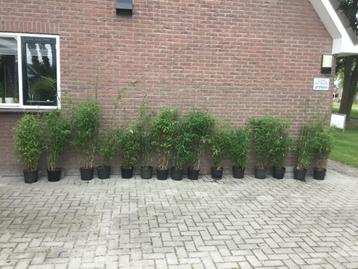 Fargesia nitida Winter Joy, niet woekerende bamboe!!! beschikbaar voor biedingen