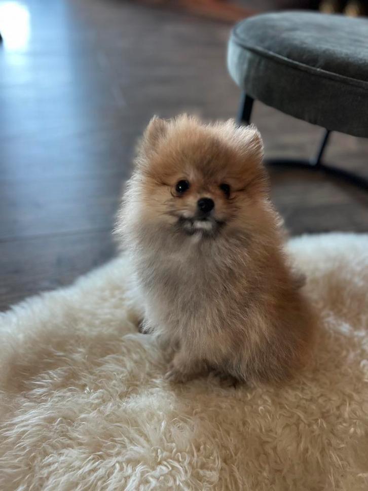 TWEE SCHATTIGE POMERANIAN PUPS, Dieren en Toebehoren, Honden | Poolhonden, Keeshonden en Oertypen, Teef, Keeshond, Particulier