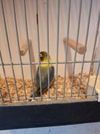 Personata pop, Dieren en Toebehoren, Vogels | Parkieten en Papegaaien, Vrouwelijk, Dwergpapegaai of Agapornis, Geringd