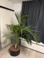 Mooie Palm in Pot, Ophalen, 200 cm of meer, Palm, Halfschaduw