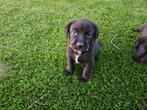 Grote zwitserse sennenhond x labrador pups, Labrador retriever, Meerdere dieren, Eén hond, Nederland
