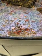 Garnalen mix kleuren, Dieren en Toebehoren, Vissen | Aquariumvissen, Kreeft, Krab of Garnaal